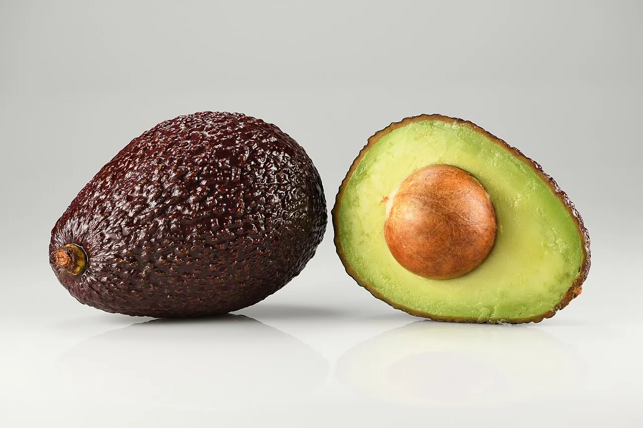 Avocado — Photo location not recorded