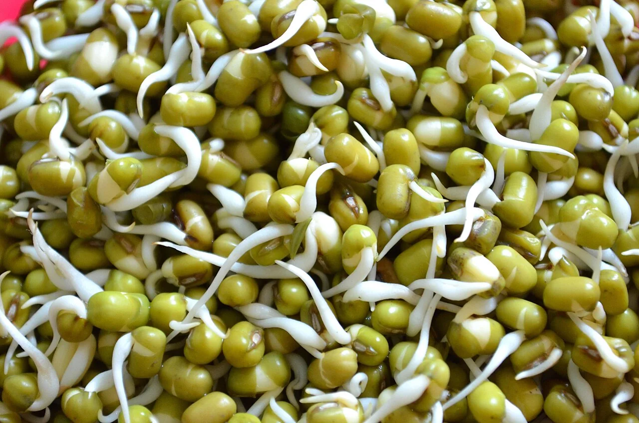 A close-up view shows many green mung beans with white sprouts growing from them.