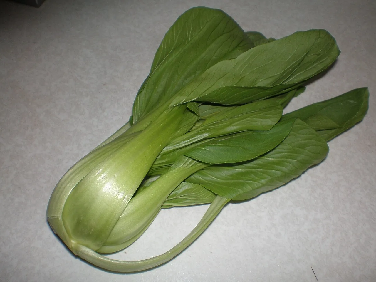 Bok choy — Photo location not recorded