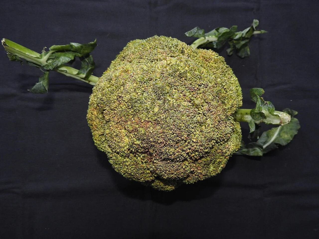 A large green broccoli head with stalks and leaves attached, set against a dark background.