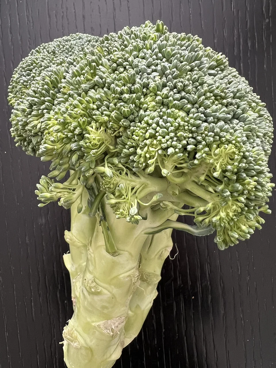 A head of green broccoli with a thick pale stalk stands upright on a dark wooden surface.