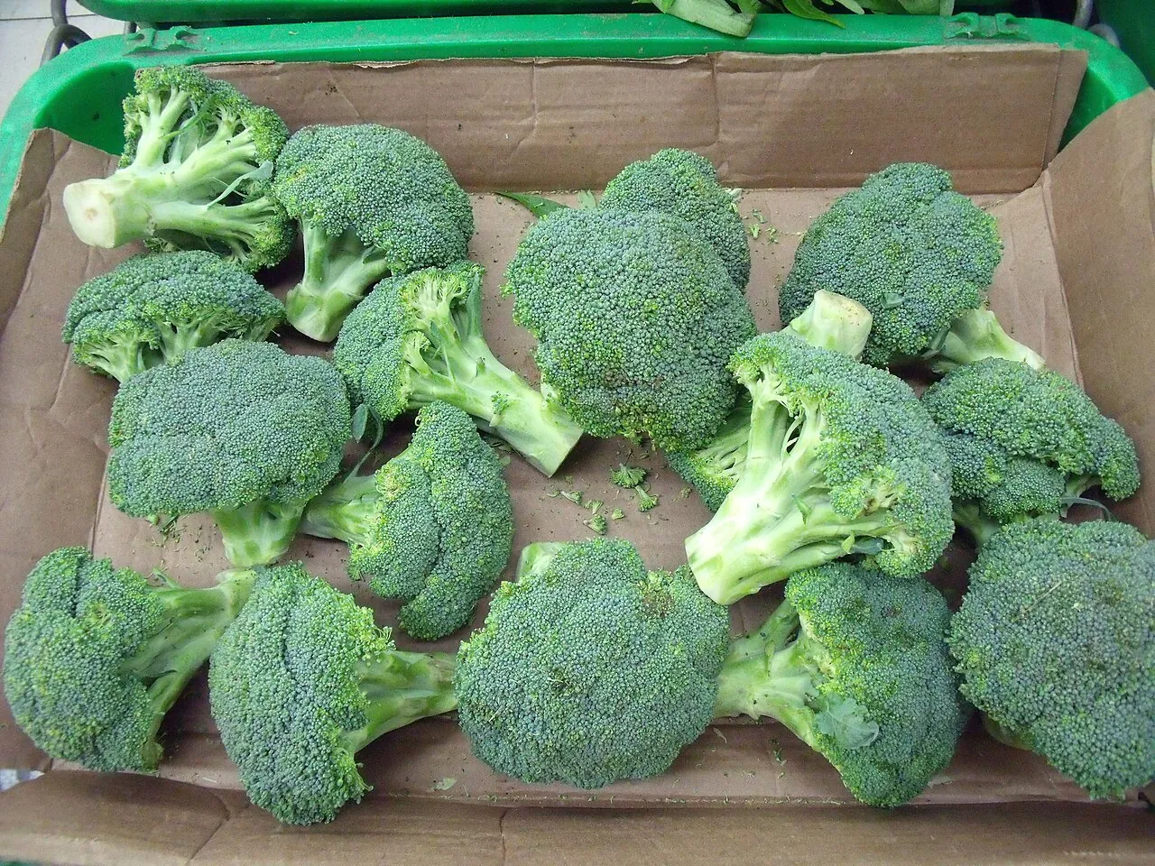 Broccoli — Photographed in Singapore
