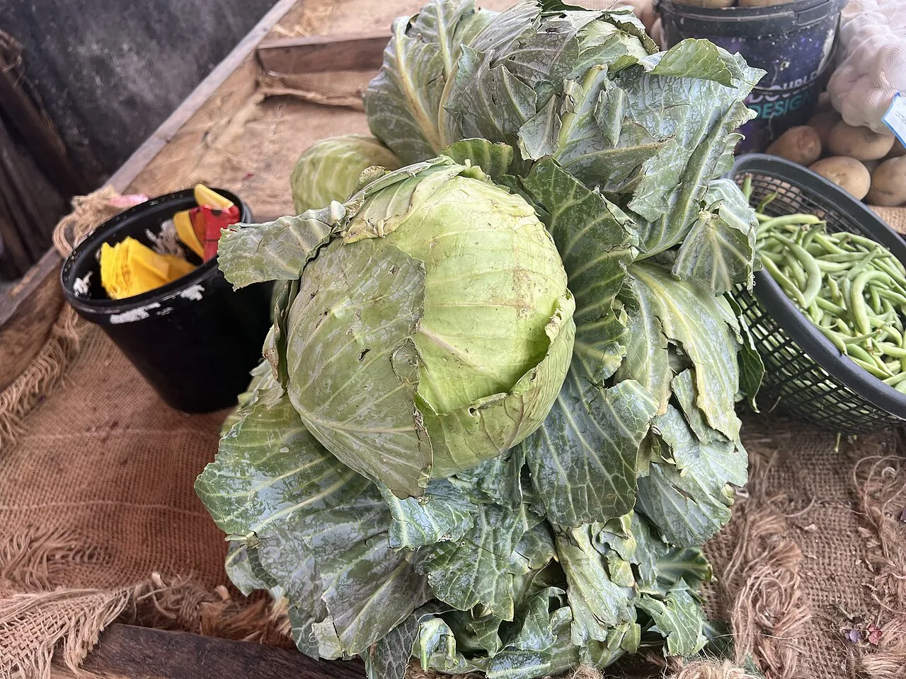 Cabbage — Photo location not recorded