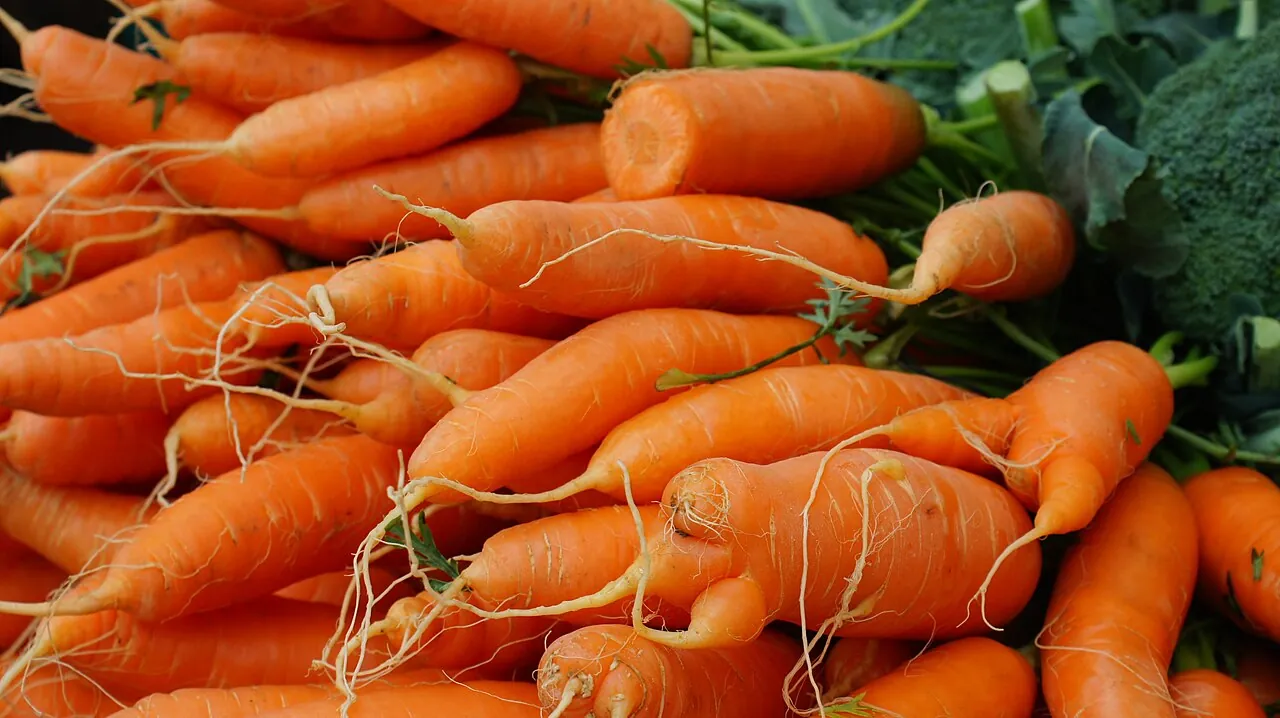 Carrot — Photo from Slovenia