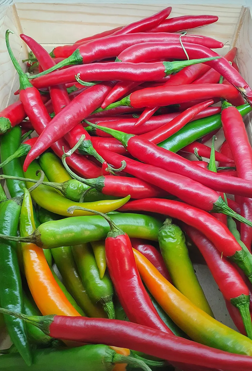 Chilli — Photo from the United Kingdom