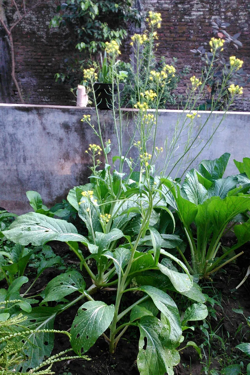 Choy sum plants growing in a houseyard, with yellow flowers on tall stems.