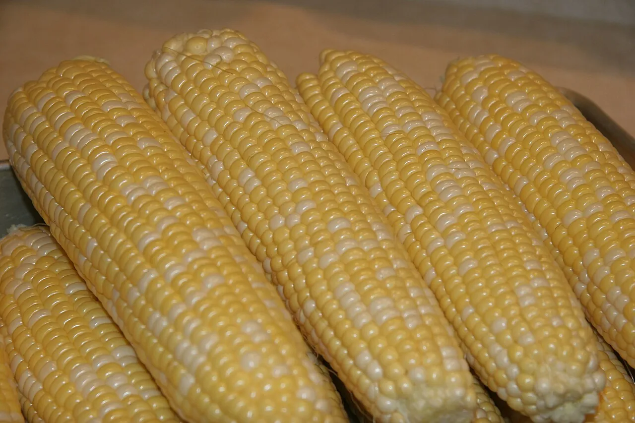 Corn — Photo from the United States