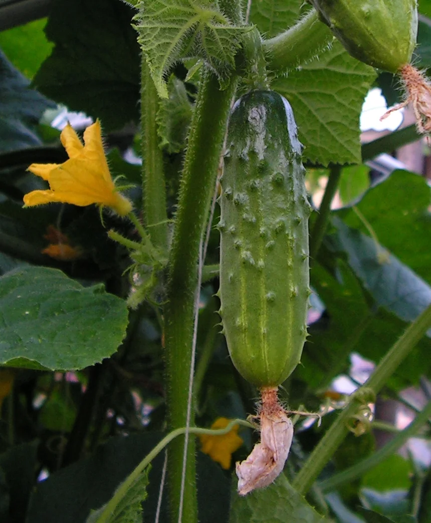 A bumpy green cucumber grows on a vine beside a yellow flower.