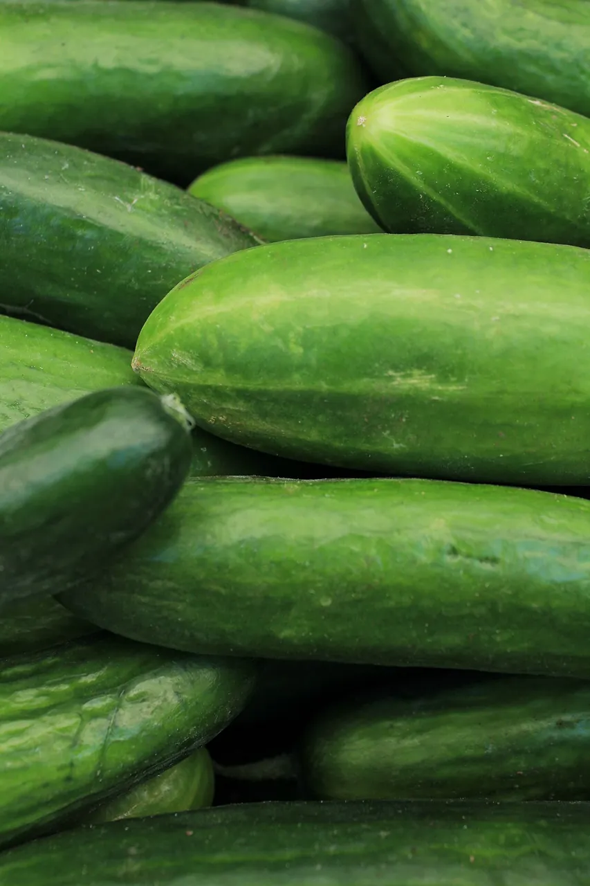 Cucumber — Photo from Canada