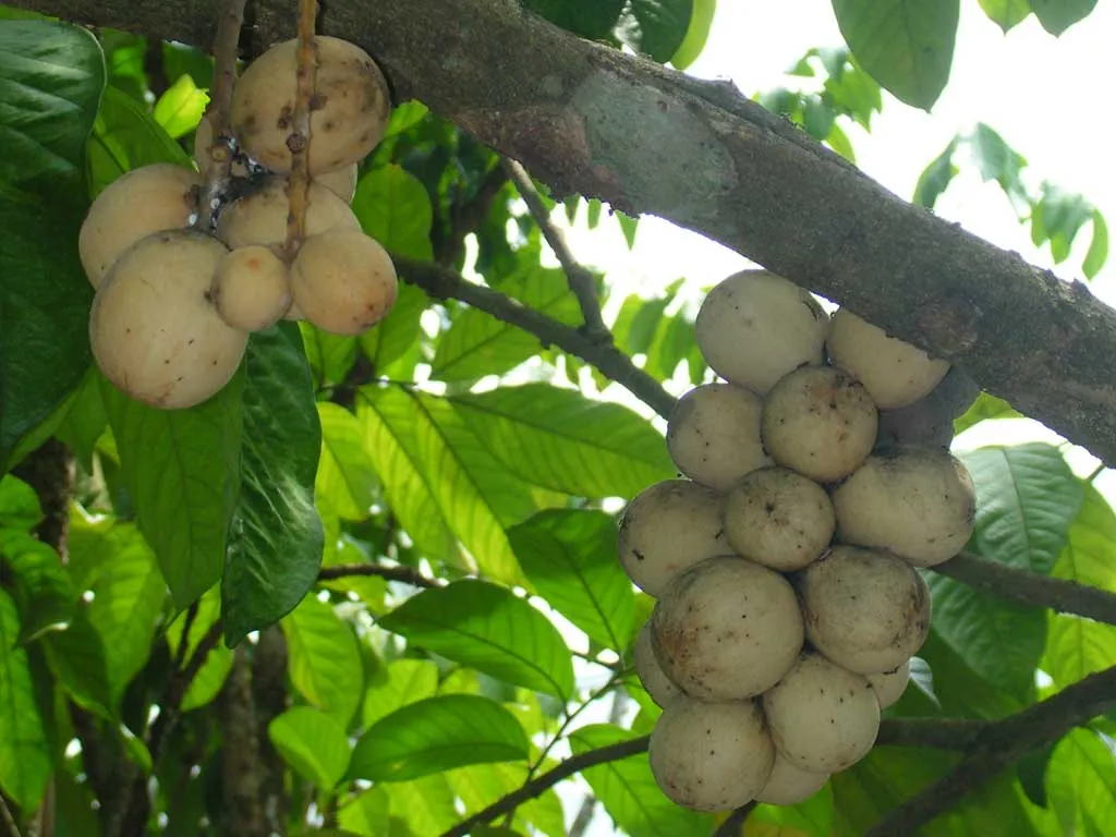 Duku langsat — Photo from the Philippines