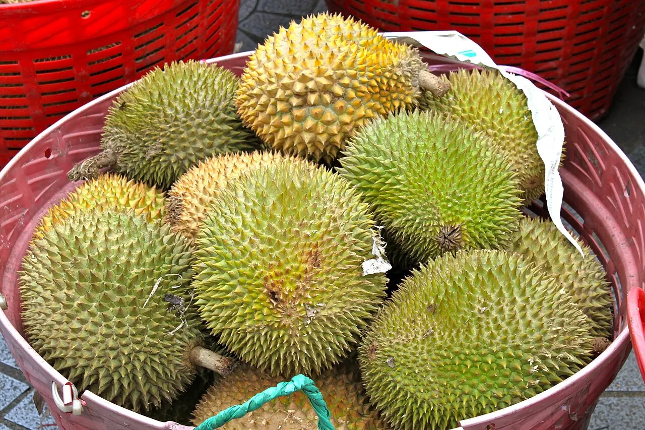 Several whole durians with spiky green and brown rinds are piled in a red plastic basket.