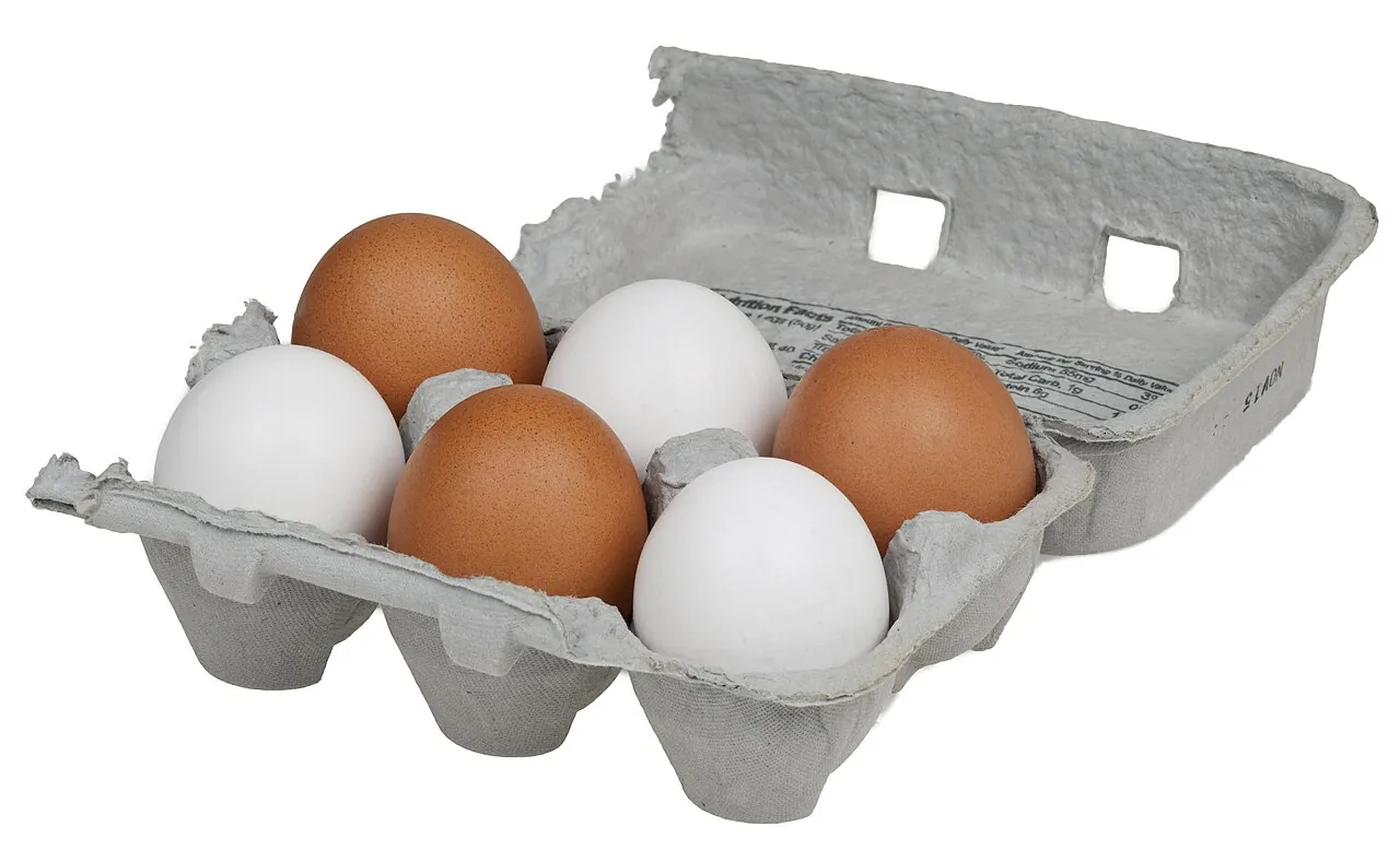 Egg — Photo location not recorded