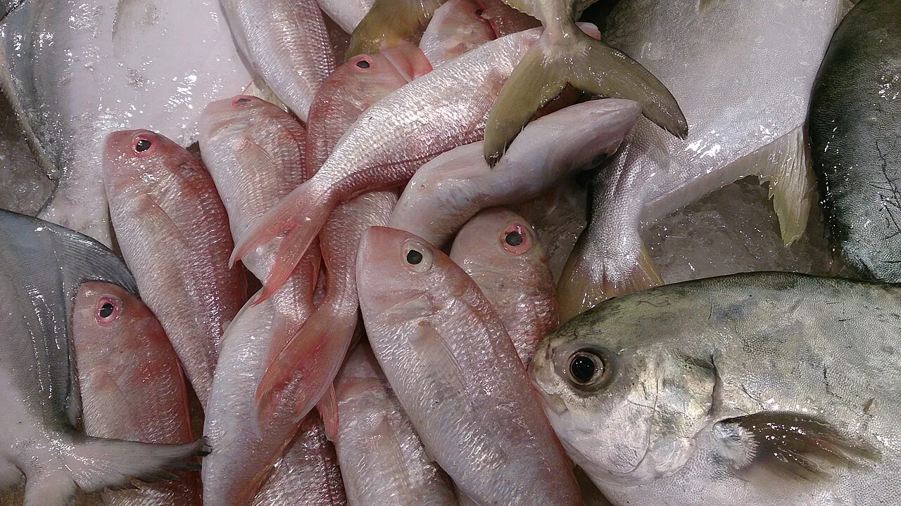 Fish — Photographed in Singapore