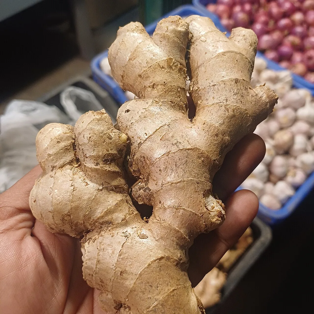 Ginger — Photo location not recorded