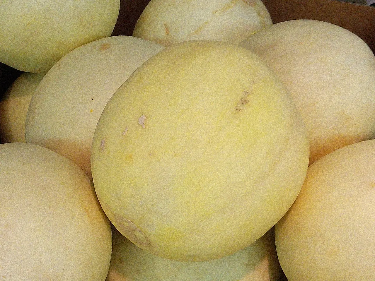 Several whole honeydew melons sit together.