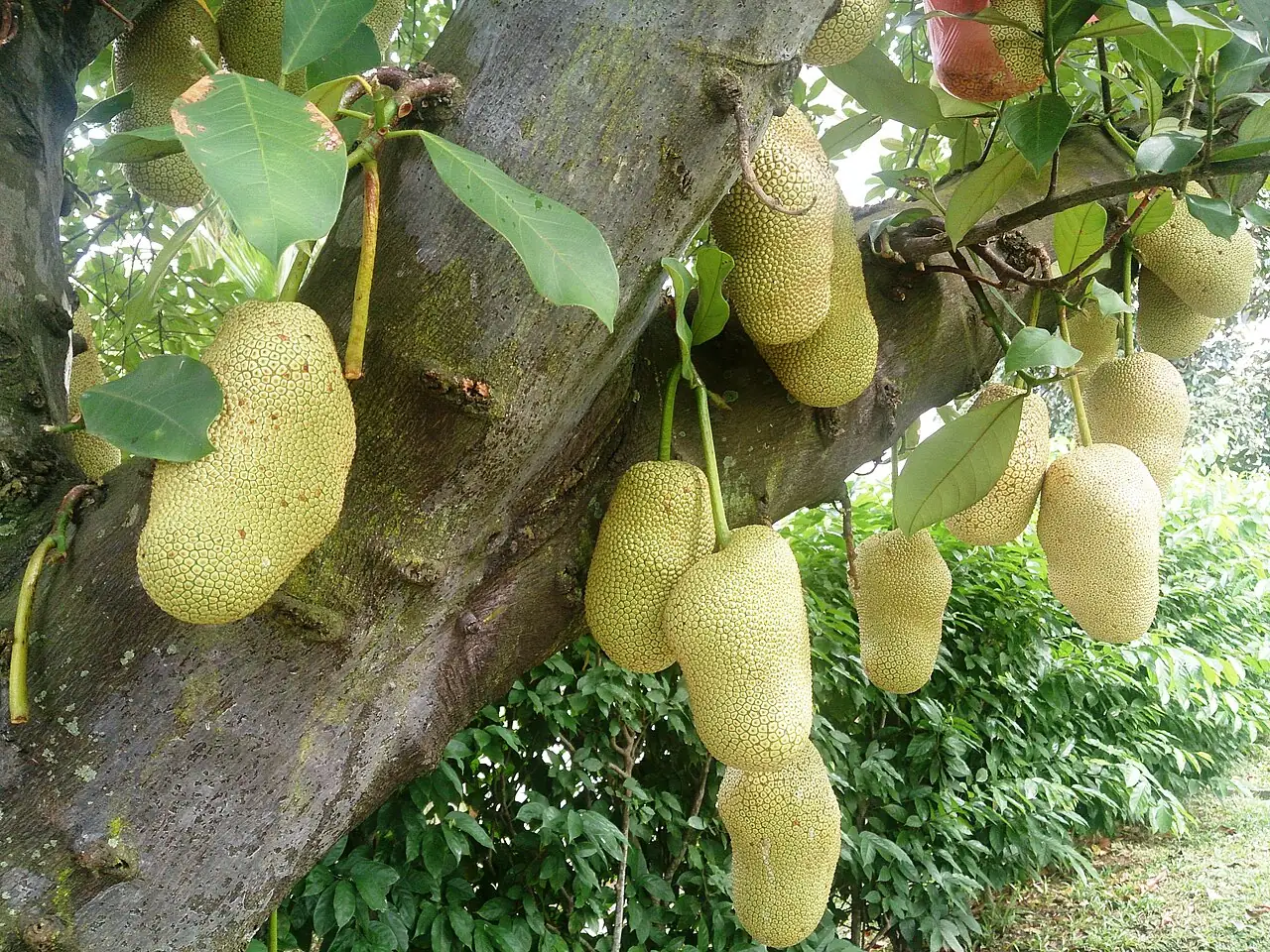 Several large green jackfruits hang from the trunk and branches of a tree.