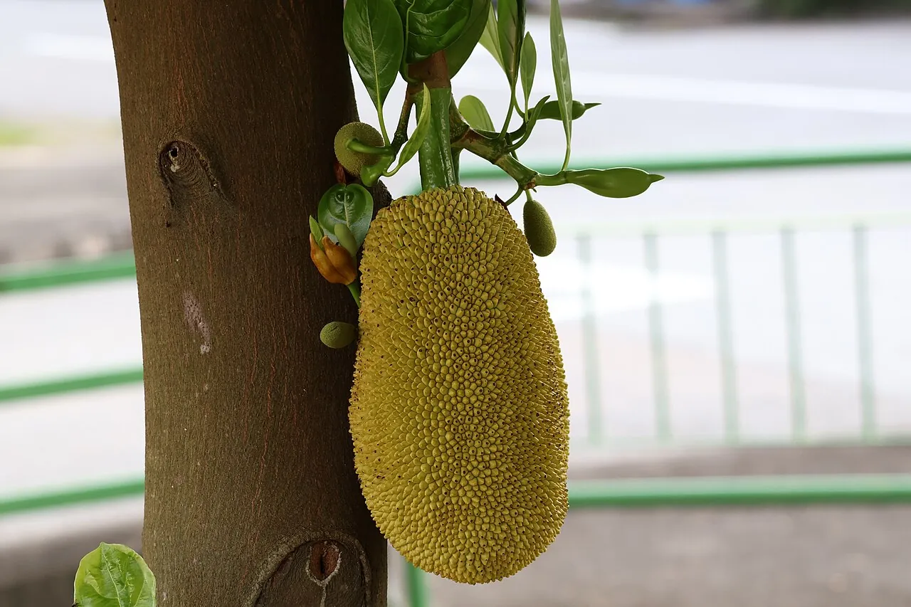 Jackfruit — Photographed in Singapore