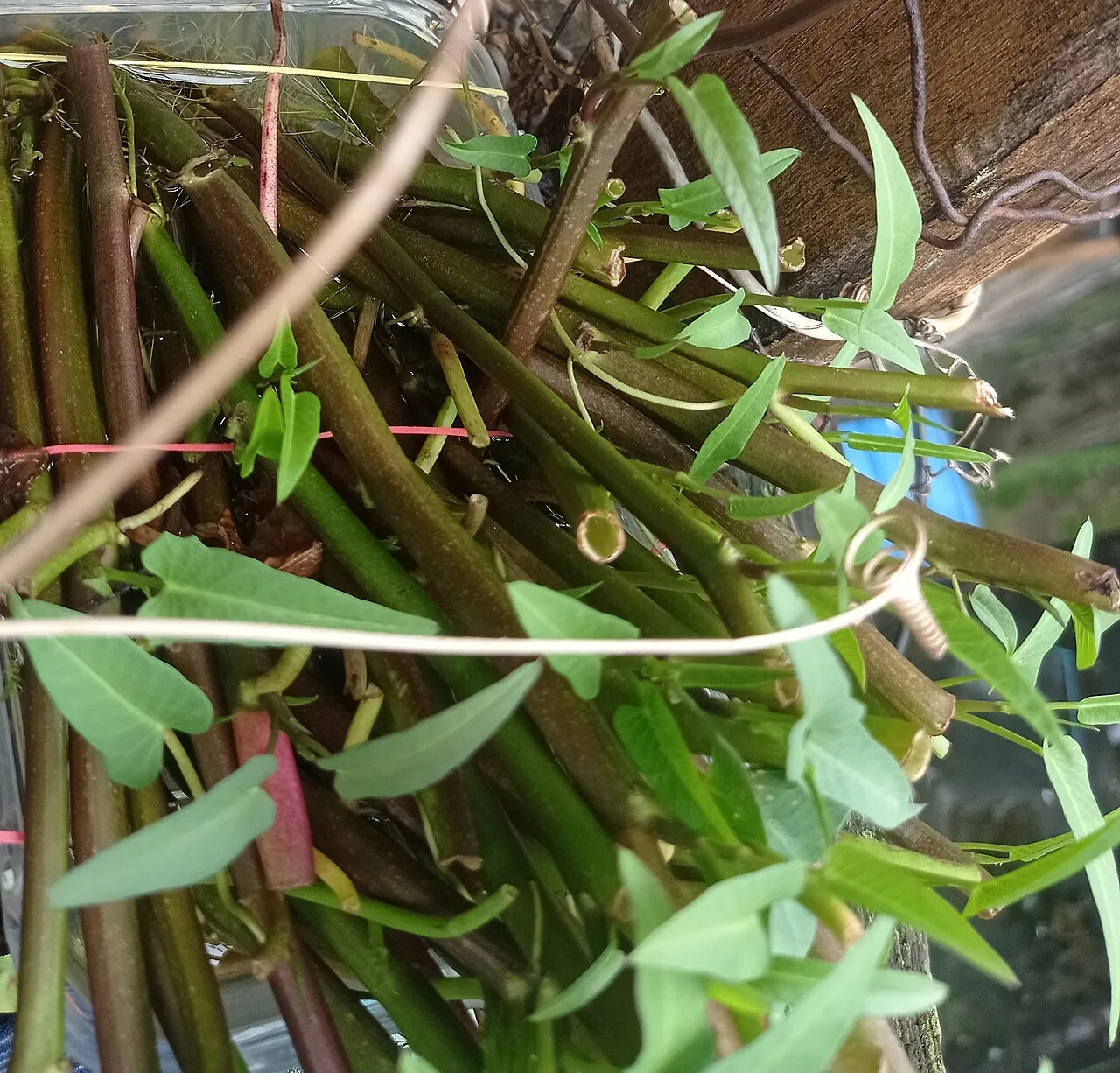 Green kangkong leaves grow from long stems beside a pot.