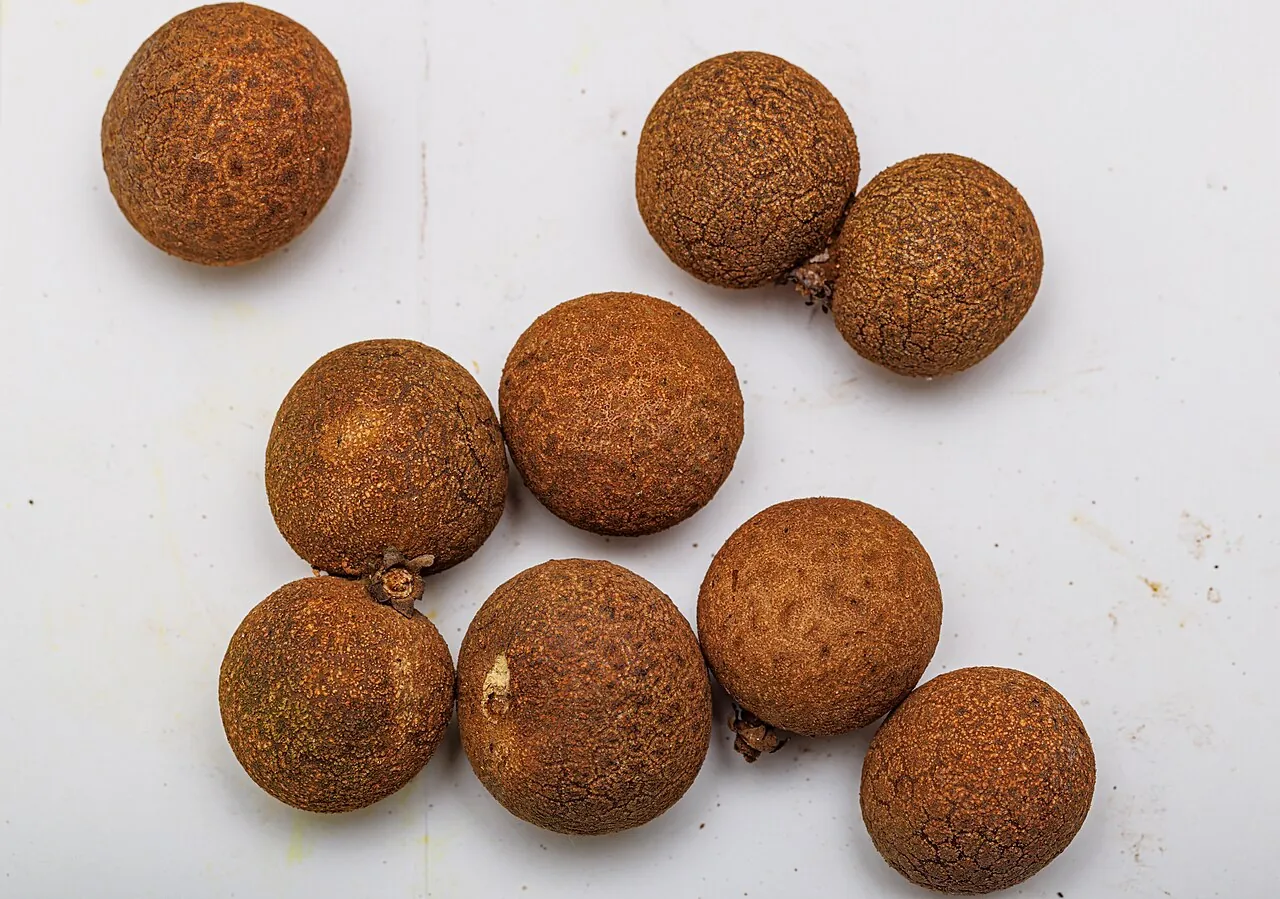 Longan — Photo from China