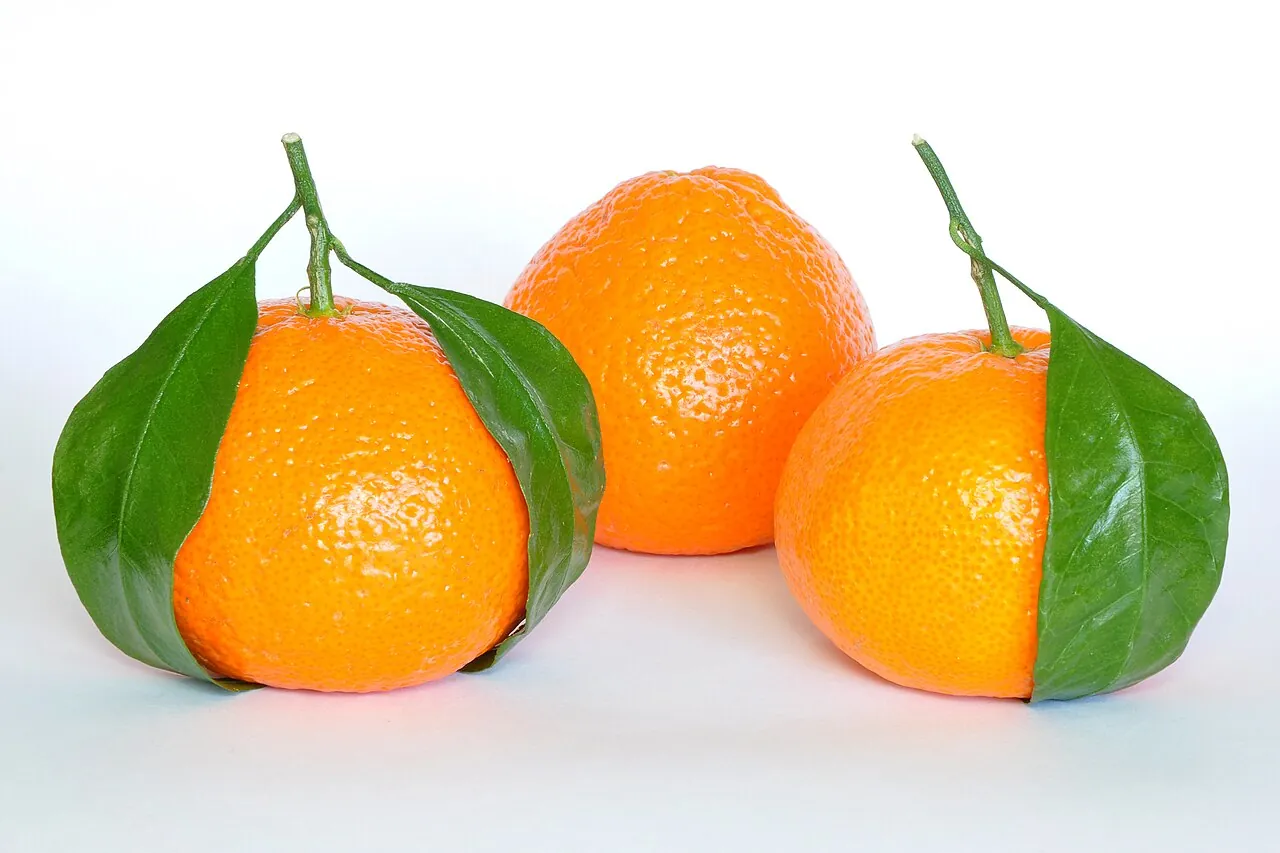 Mandarin orange — Photo location not recorded