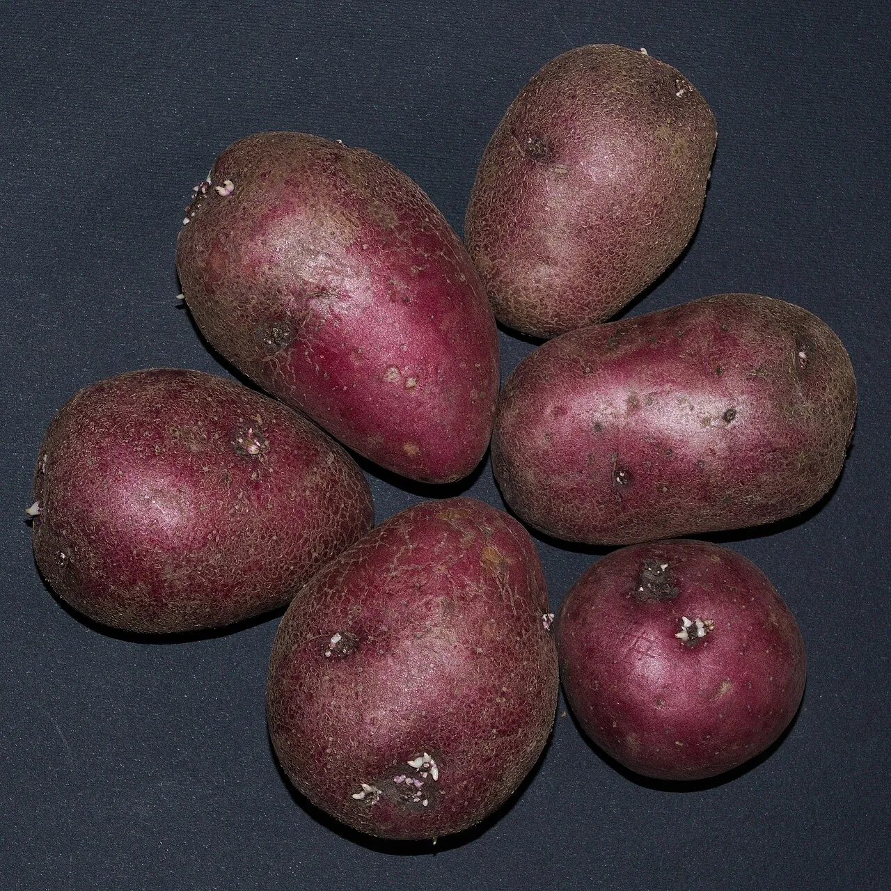 Potato — Photo location not recorded