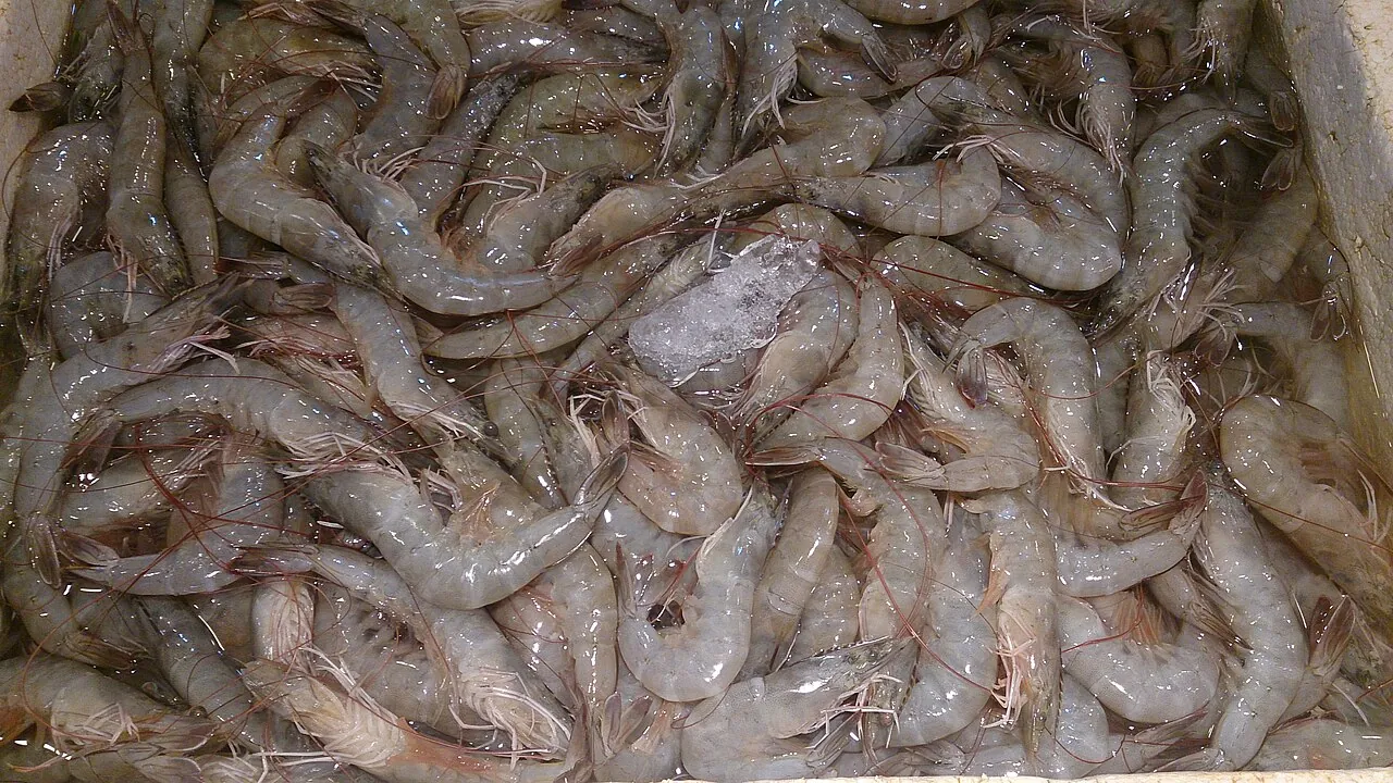 A large pile of fresh raw prawns at a wet market.