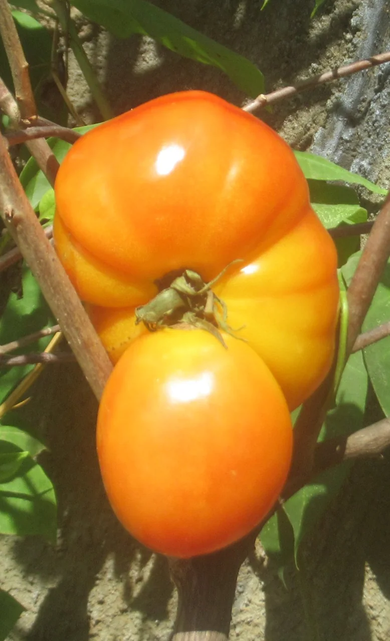 A ripe red tomato with an unusual lobed shape grows on the vine.