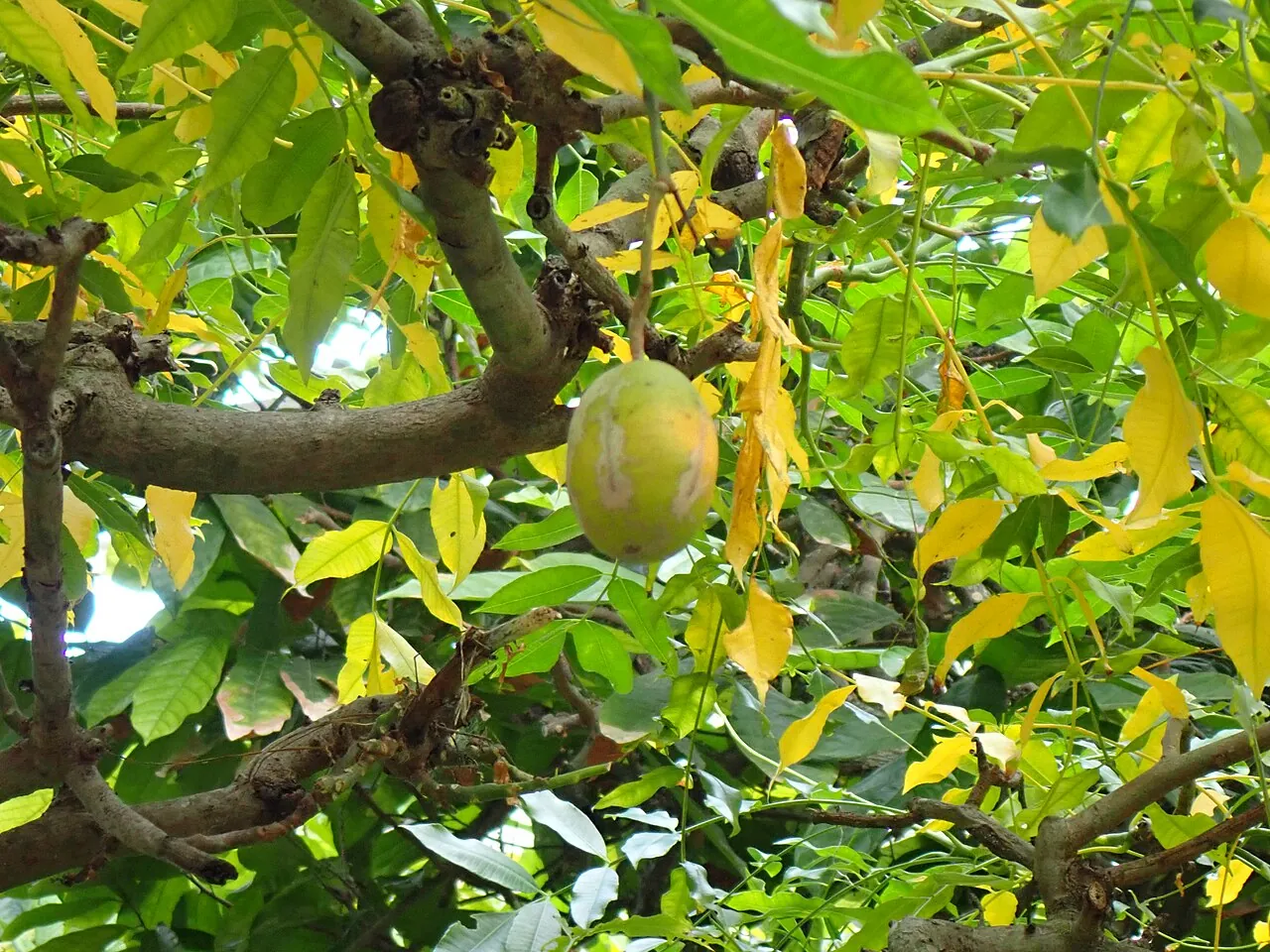 Kedondong — Kedondong growing on a leafy branch.