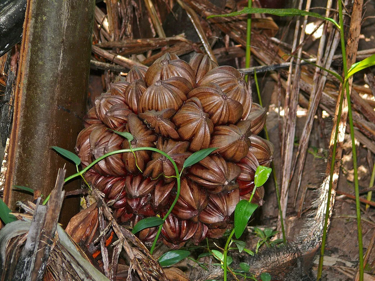 Attap chee — A nipa palm fruit cluster growing in the mangrove.