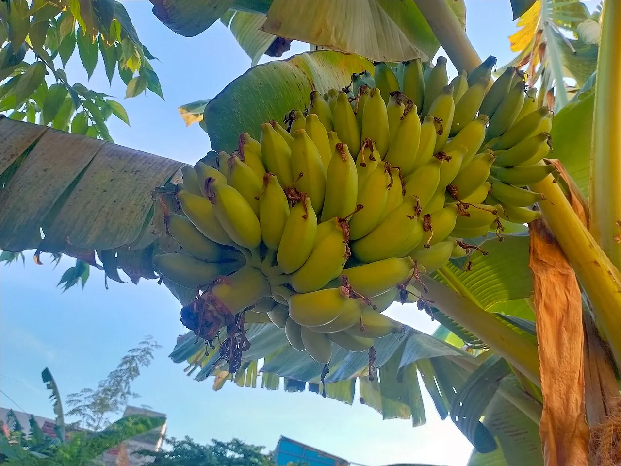 Banana — A big bunch of green bananas growing on the plant.