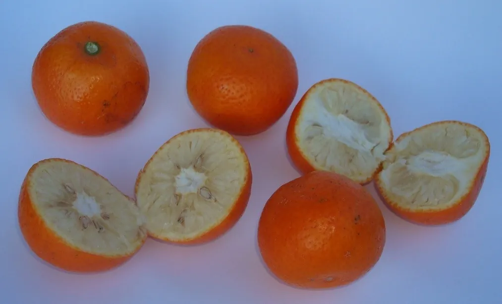 Calamansi — Calamansi cut in half, showing the pale juicy segments.