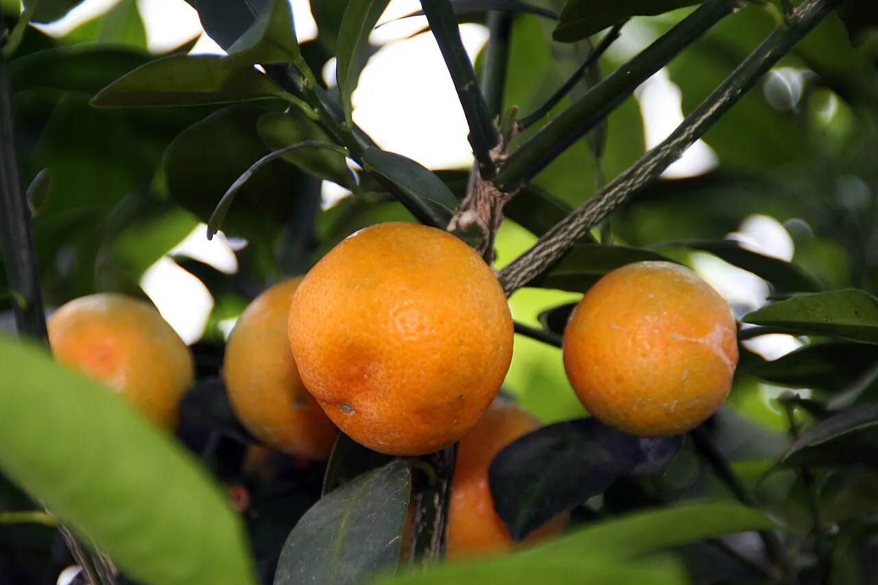 Calamansi — Calamansi growing on a small tree with green leaves.