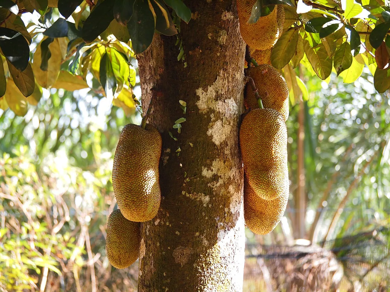 Cempedak — Cempedak growing straight out of the tree trunk.