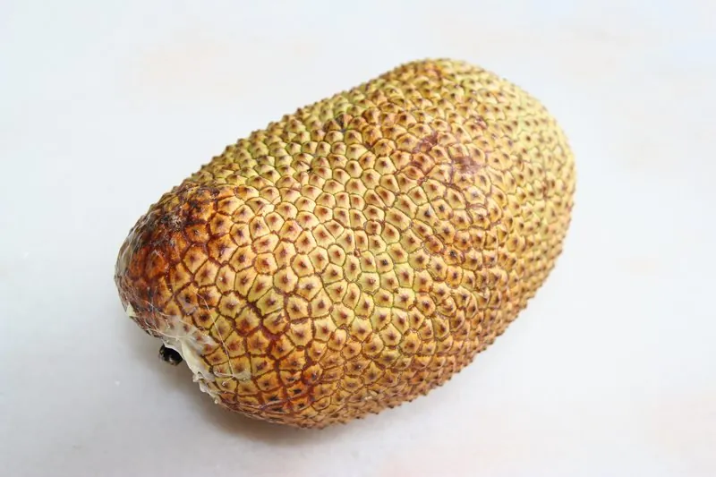 Cempedak — A whole cempedak with its bumpy green-brown skin.