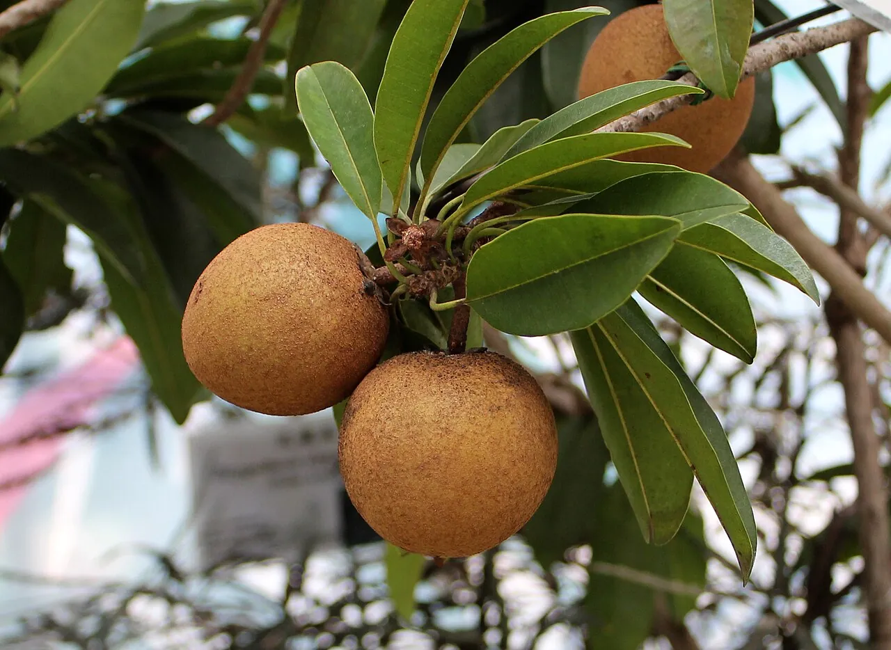 Chiku — Chiku growing on a branch with green leaves.