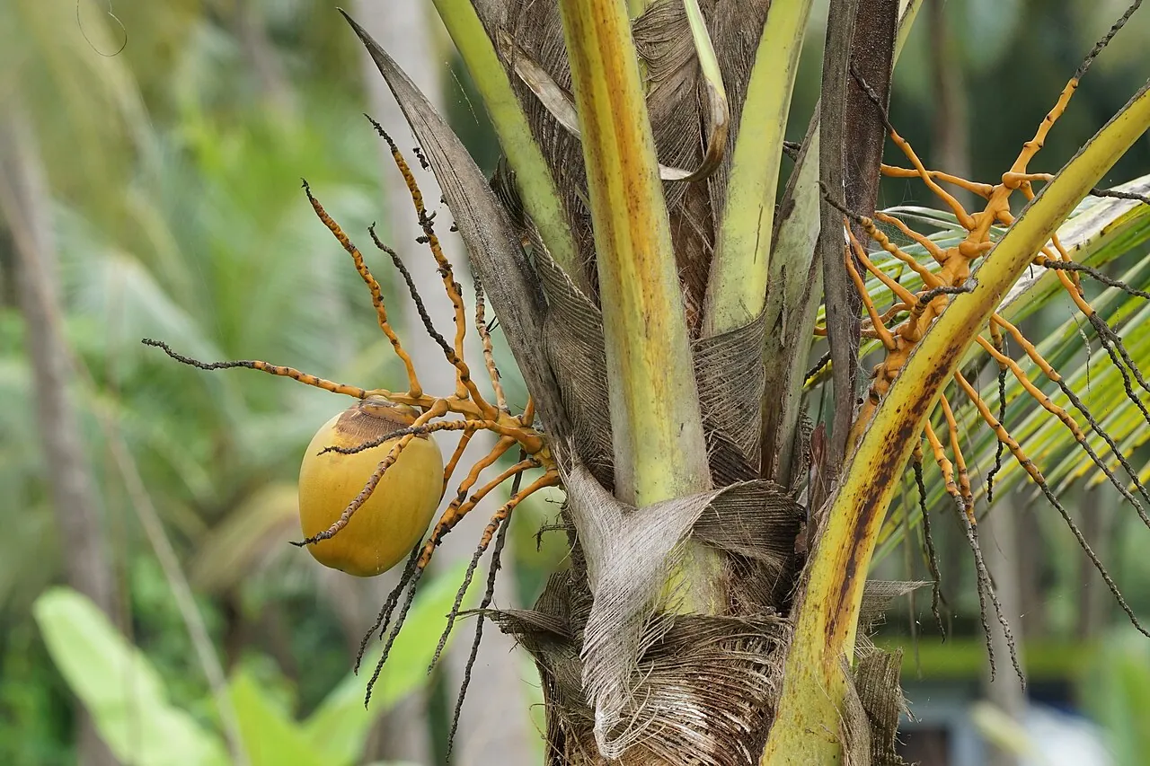 Coconut — Coconuts growing high on a palm tree.