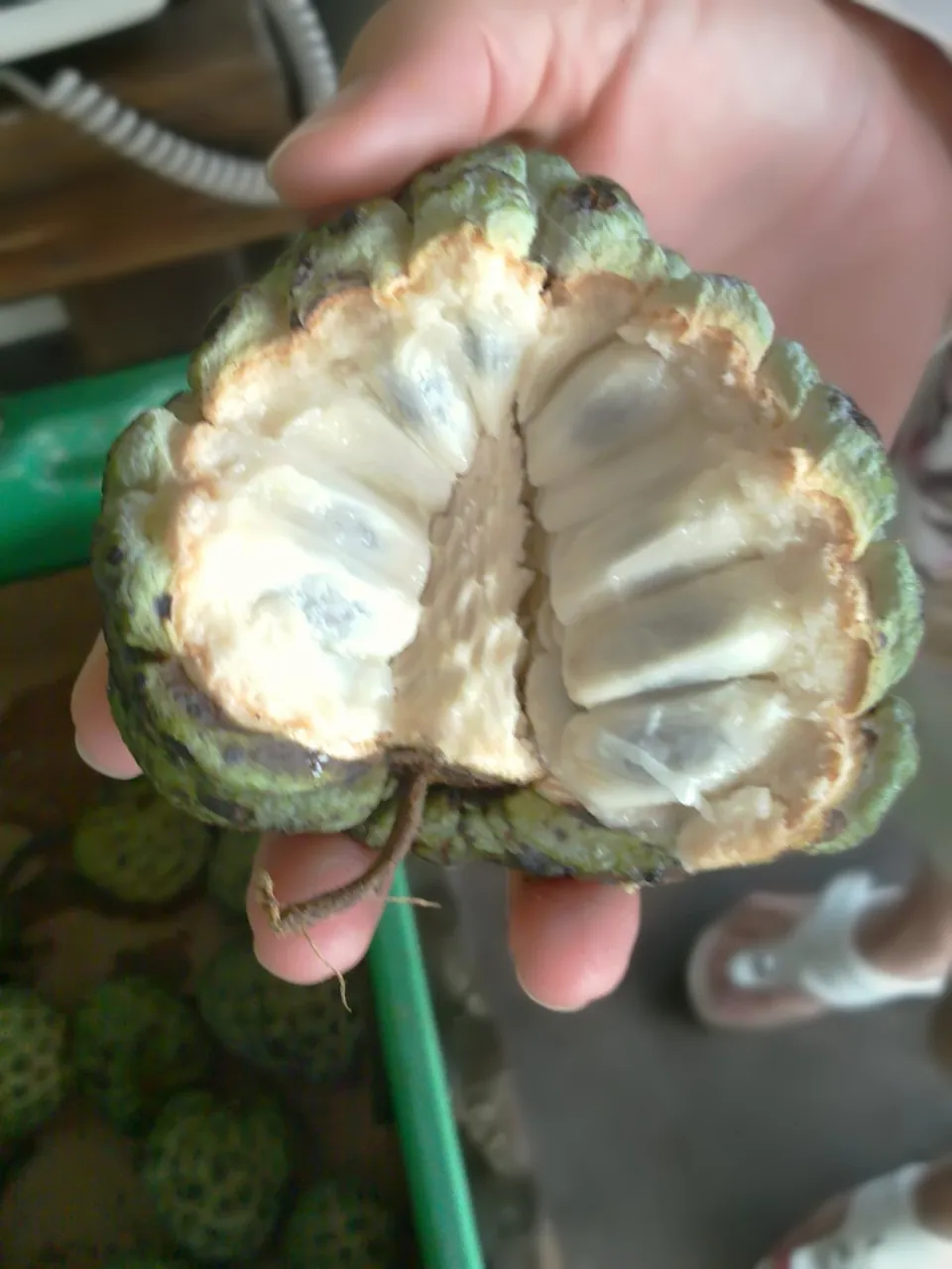 Custard apple — A custard apple opened, showing the soft white fruit inside.