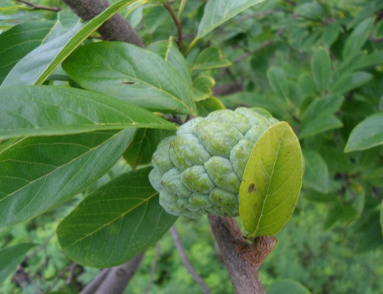 Custard apple — A custard apple growing on a leafy branch.