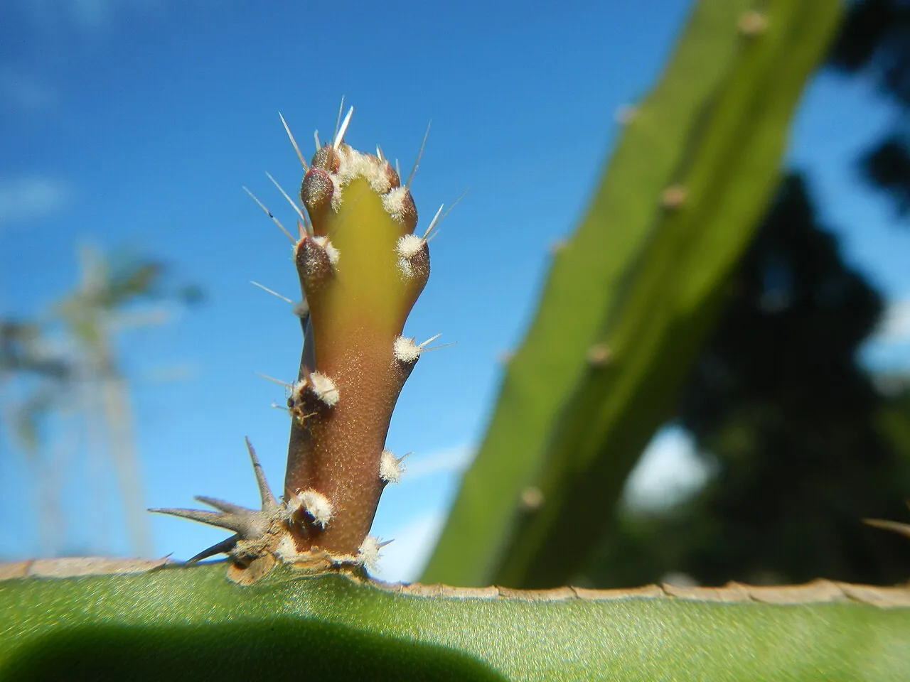 Dragon fruit — A dragon fruit growing on its tall cactus plant.
