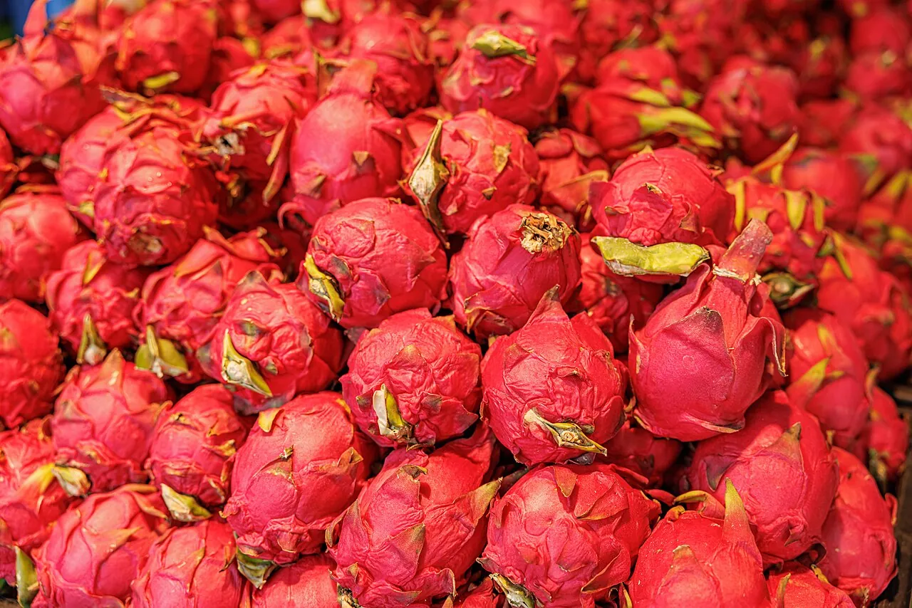 Dragon fruit — A pile of bright pink dragon fruit.