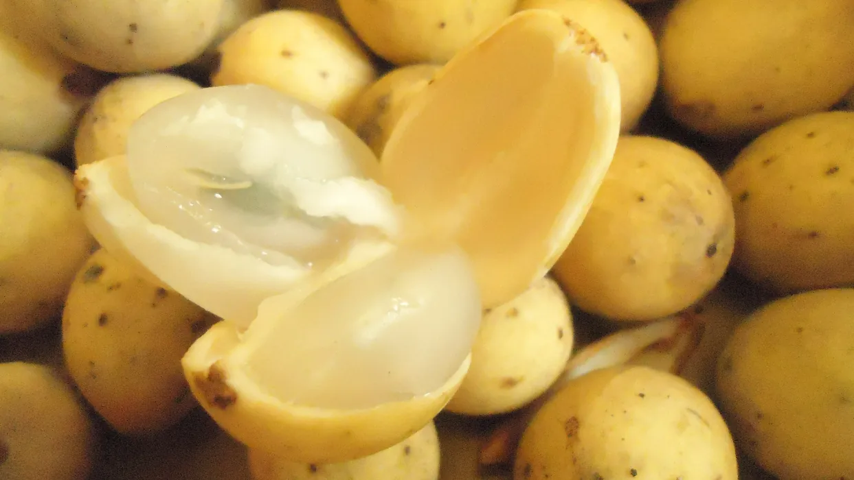 Duku langsat — A peeled duku langsat showing the clear segments inside.
