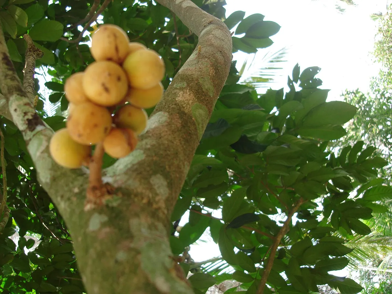 Duku langsat — Duku langsat hanging in bunches on the tree.