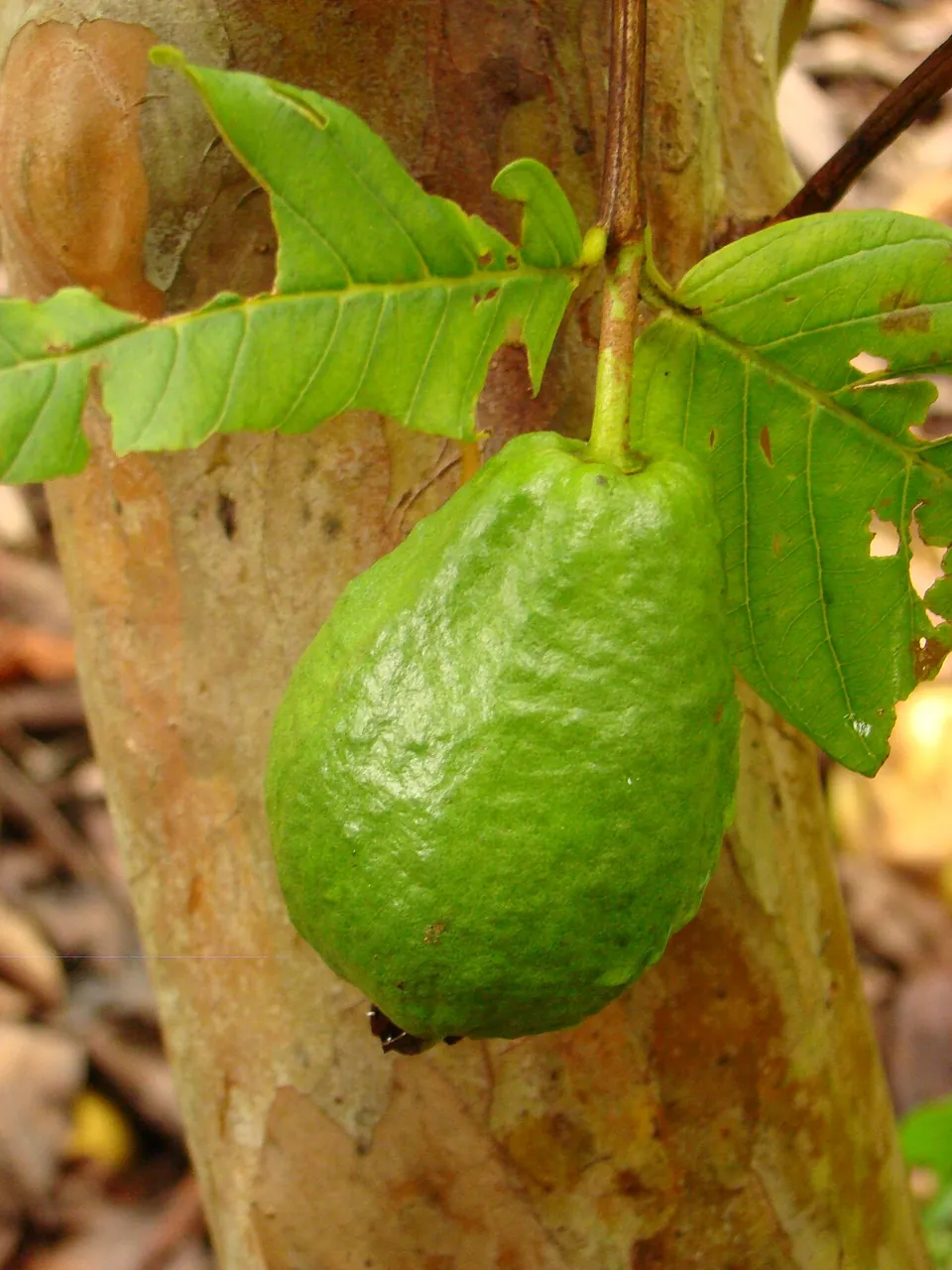 Guava — A green guava hanging on the tree.