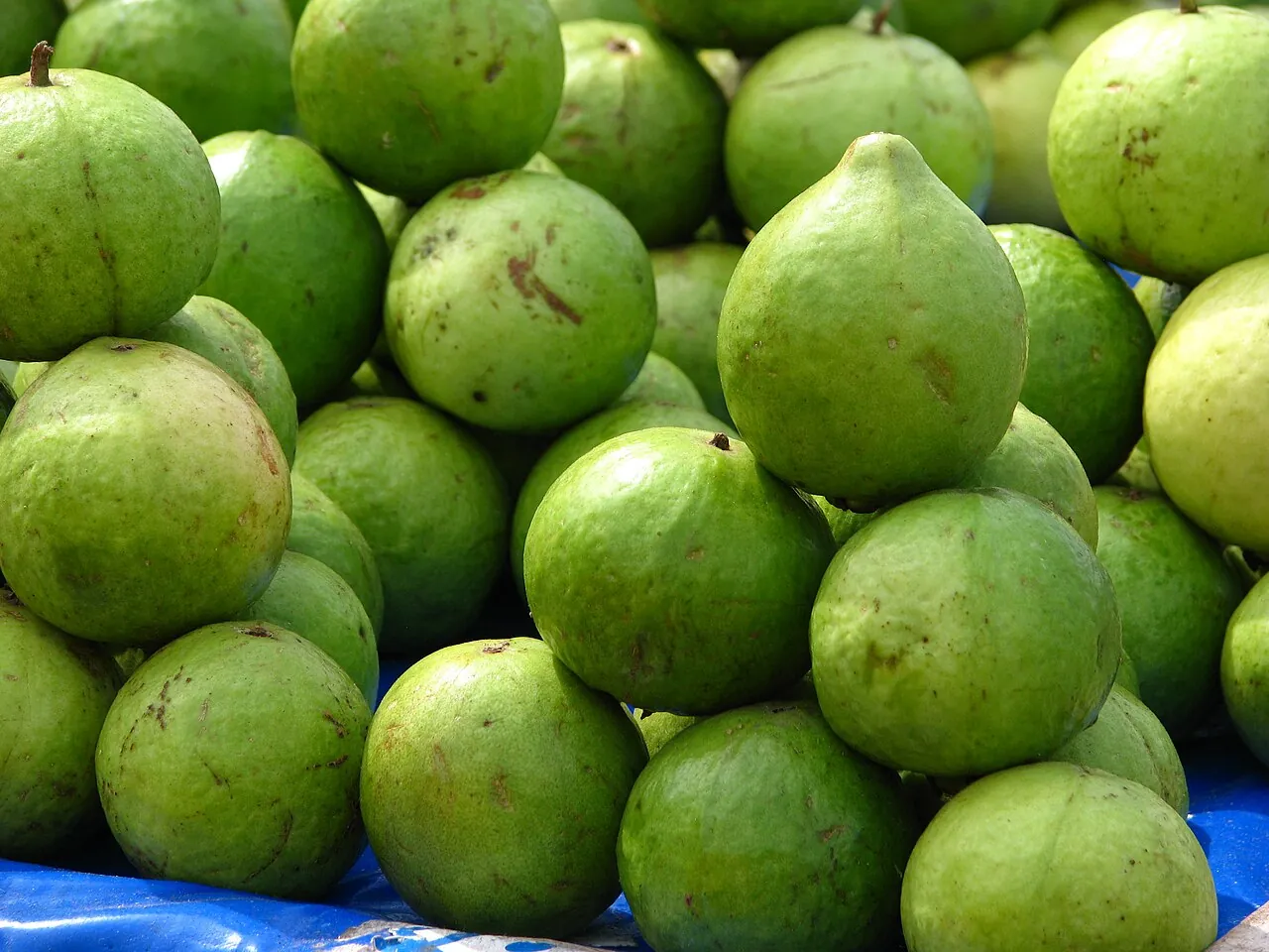 Guava — A heap of green guavas.