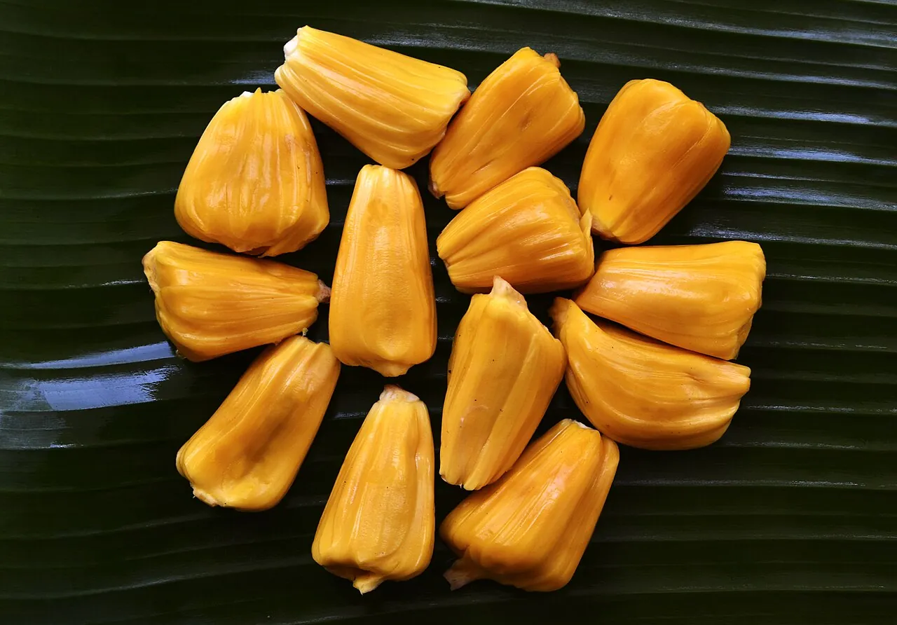 Jackfruit — Yellow jackfruit pieces laid out on a banana leaf.