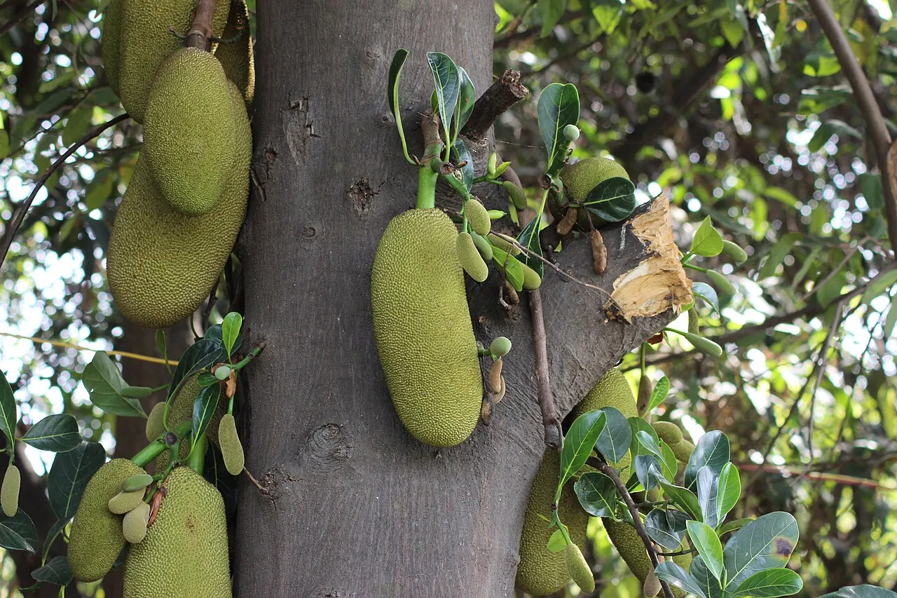 Jackfruit — Two big jackfruit growing on a tree trunk.