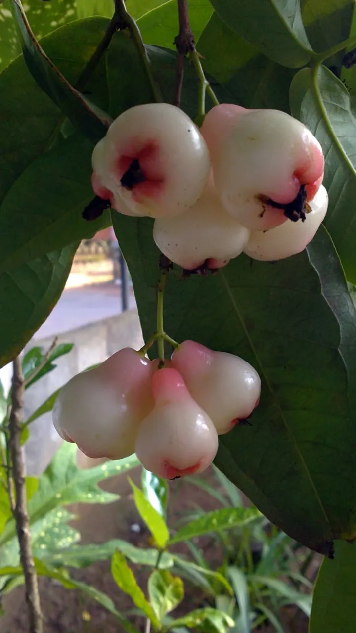 Jambu — A jambu on the branch with its white flower.
