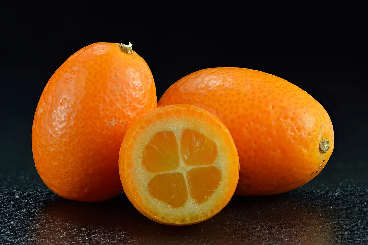 Kumquat — A kumquat cut open beside whole ones.