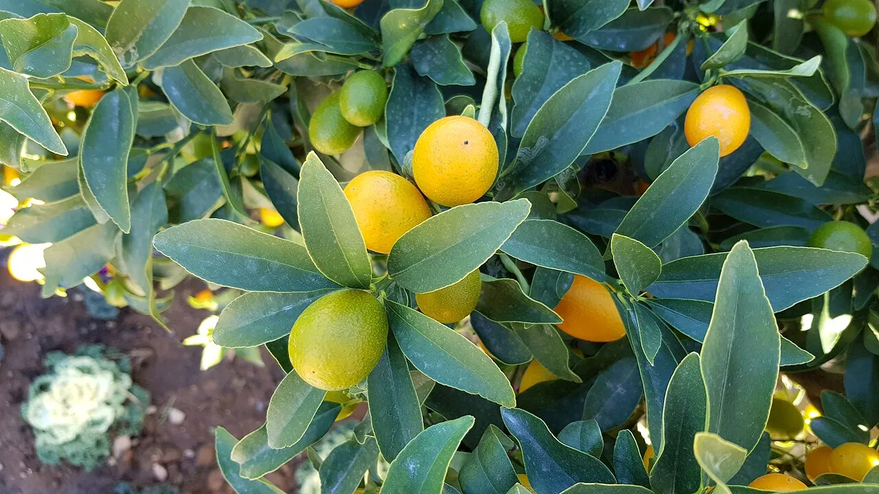 Kumquat — Kumquats growing all over a small tree.