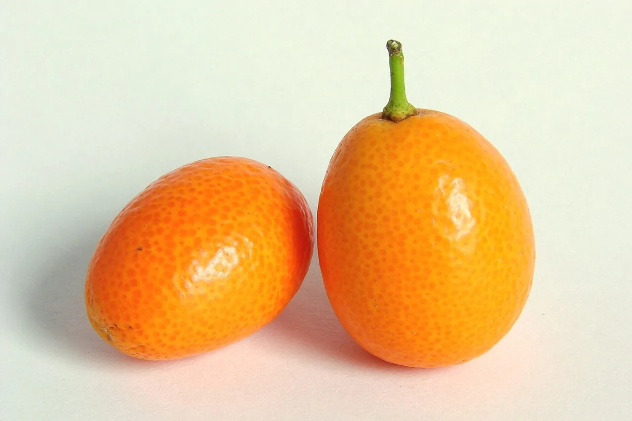 Kumquat — Two little orange kumquats.